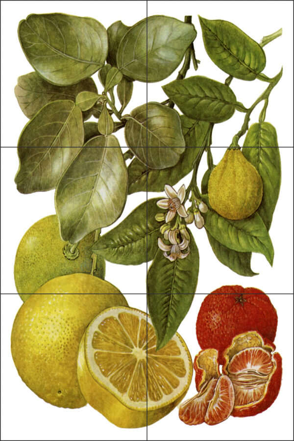 Grapefruit Tangerine Lime fruit small Ceramic or Porcelain 6 tile Kitchen mural 30cm x 45cm or 12" x 18" white background